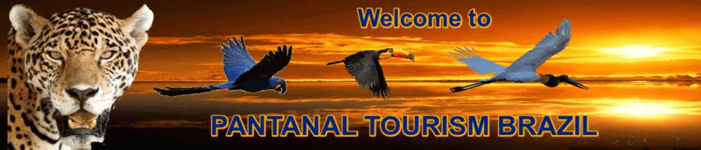 PANTANAL - BRAZIL - TOURS - WILDLIFE
